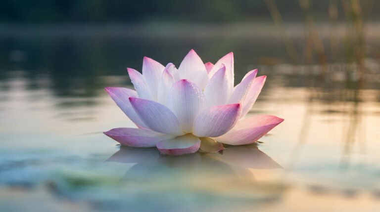 Une magnifique fleur de lotus rose et blanche flottant sur une eau calme et miroitante.
